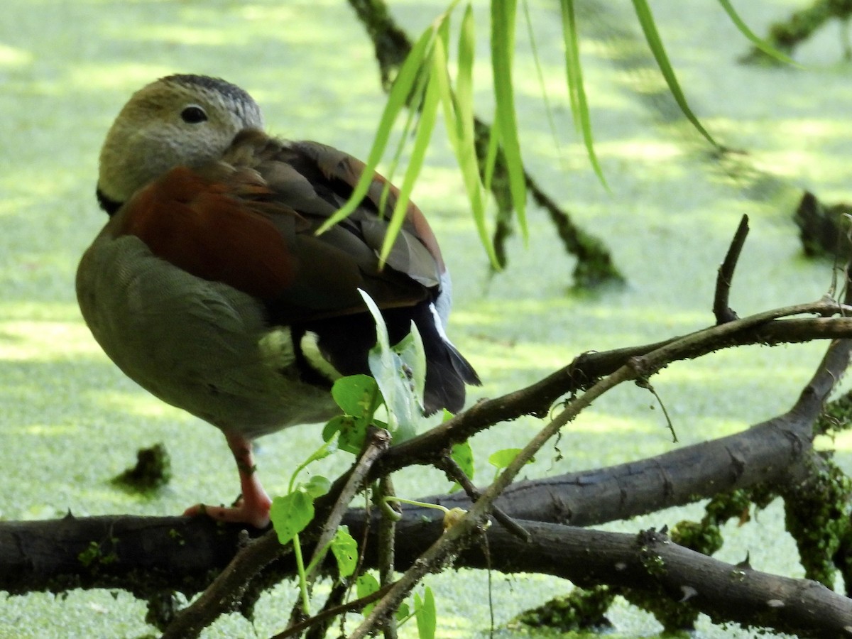 שרשיר צווארון - ML645576478