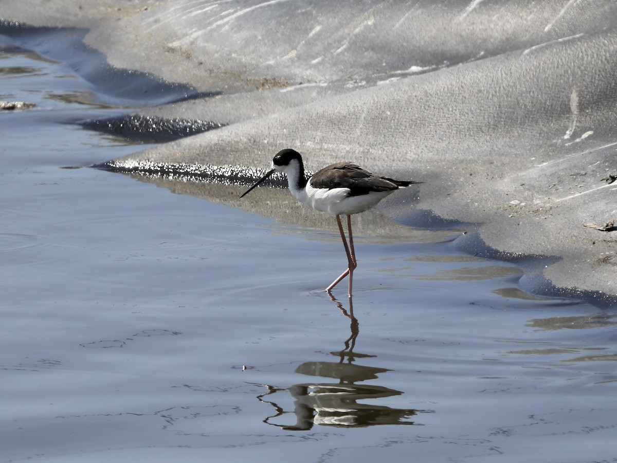 Black-necked Stilt - ML645576479