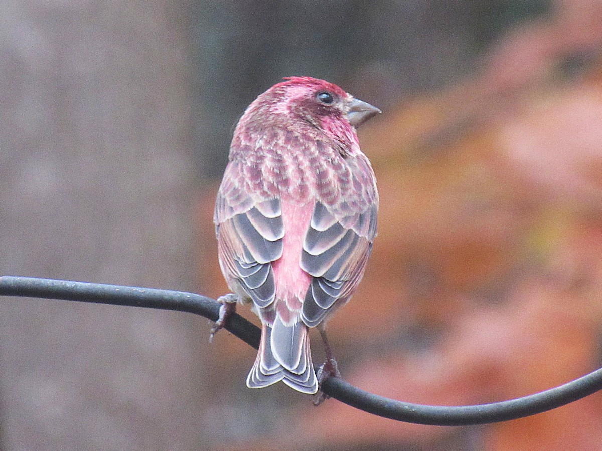 Purple Finch - ML645576480