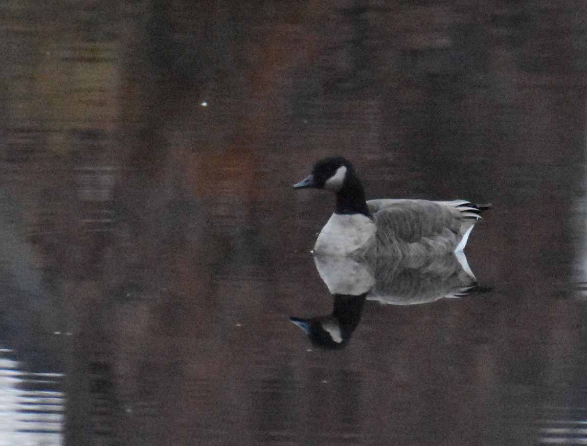 ברנטה קנדית/גוצית - ML645576481