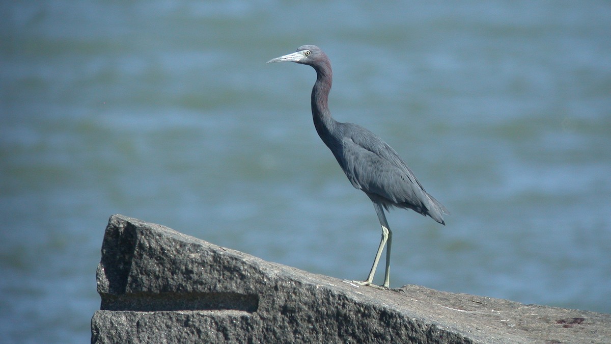 לבנית כחולה קטנה - ML645576482