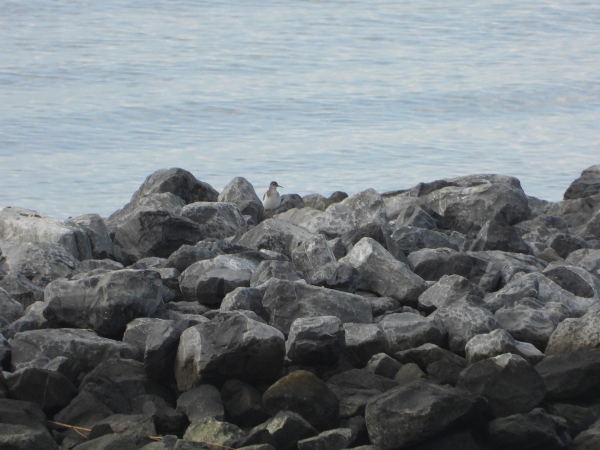 ביצנית נקודה - ML645576484