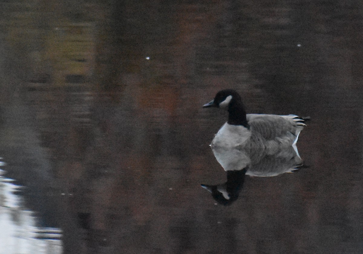 ברנטה קנדית/גוצית - ML645576485