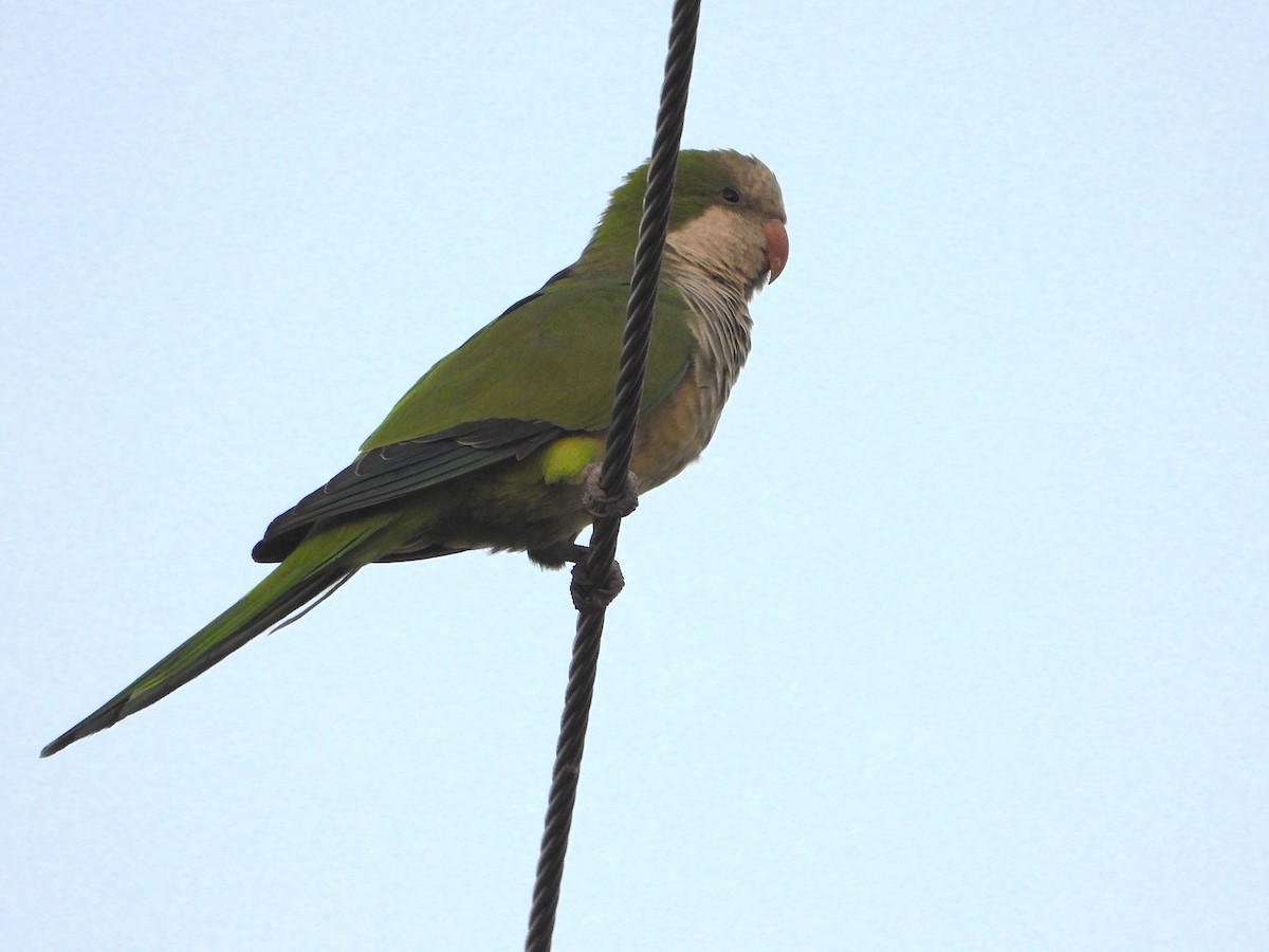 תוכי נזירי - ML645576486