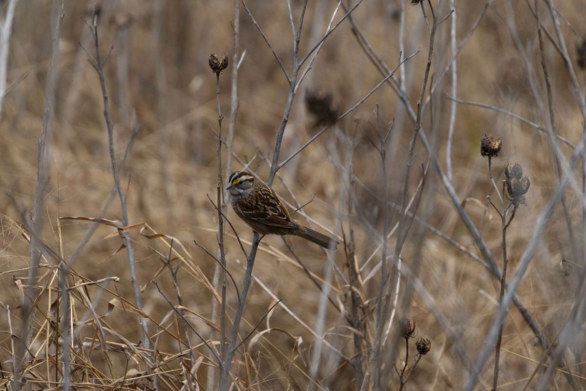 גיבתונית לבנת-גרון - ML645576489