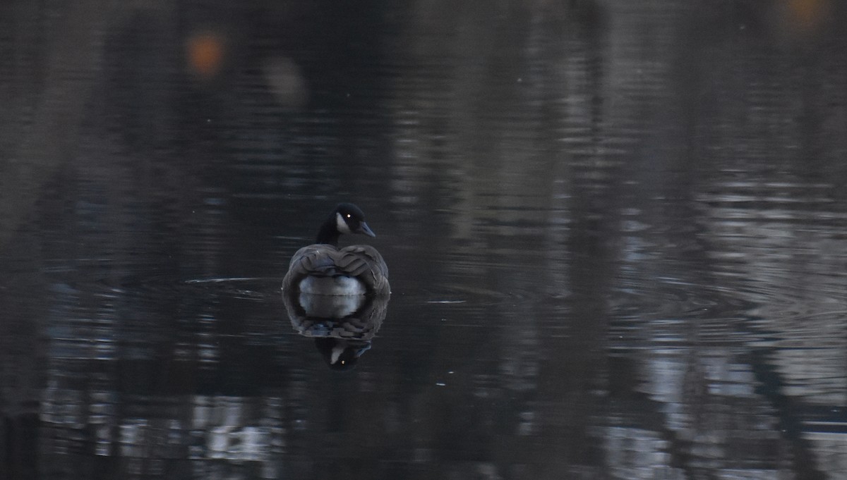 ברנטה קנדית/גוצית - ML645576490