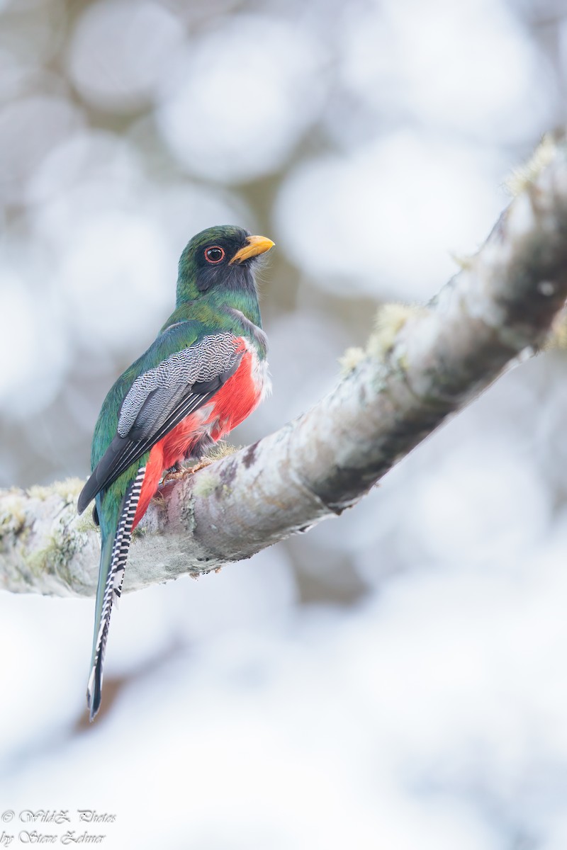 Collared Trogon - ML645576491