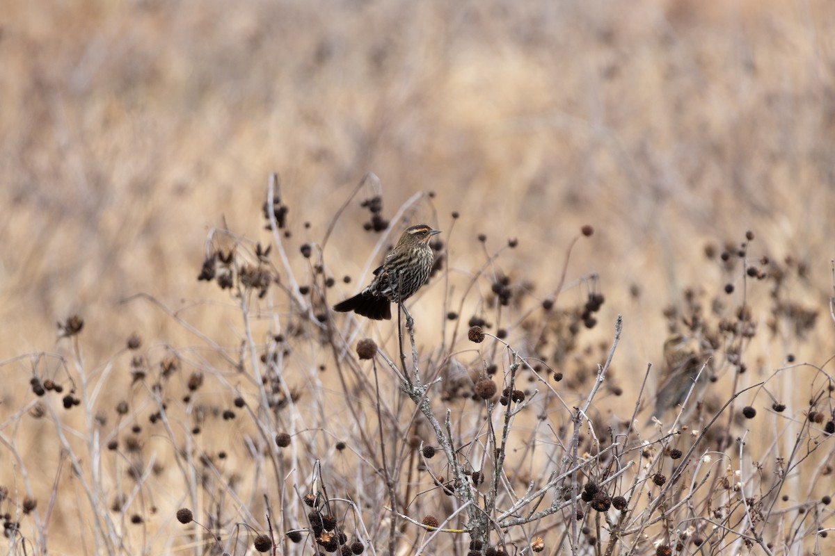 שחרורית אדומת-כנף - ML645576493