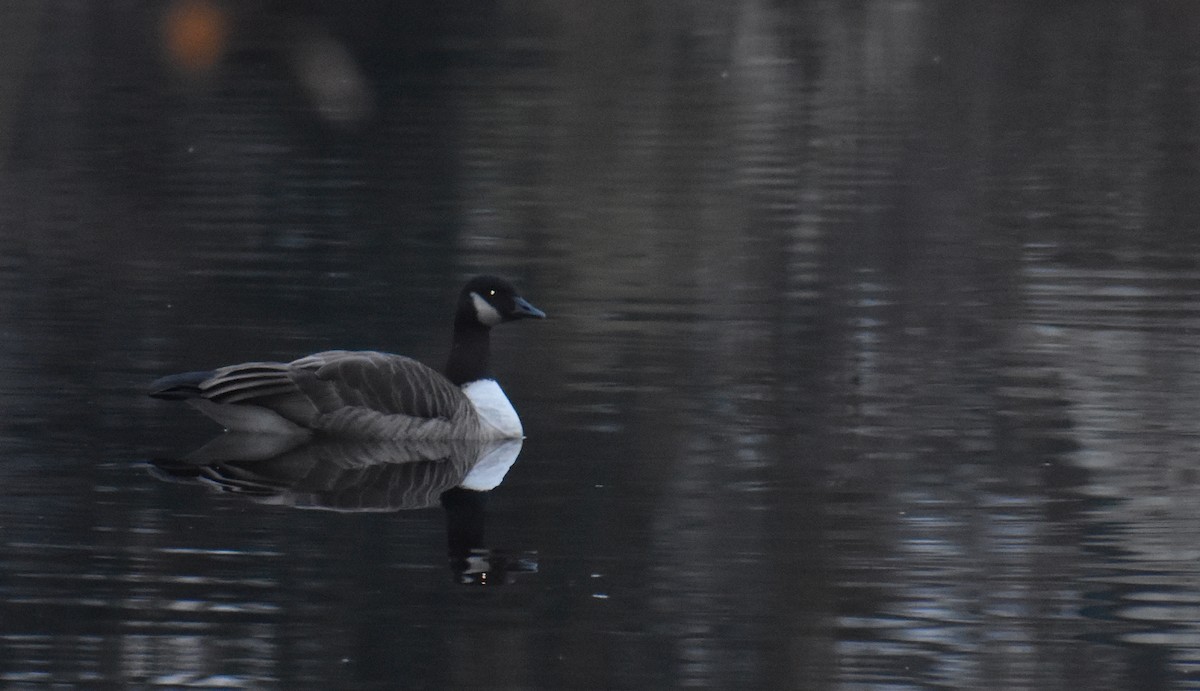 ברנטה קנדית/גוצית - ML645576494