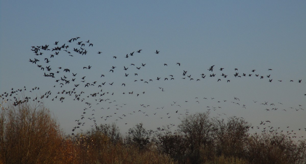 אווז לבן-מצח - ML645576495