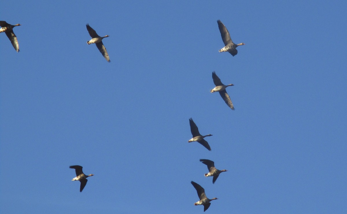 אווז לבן-מצח - ML645576496