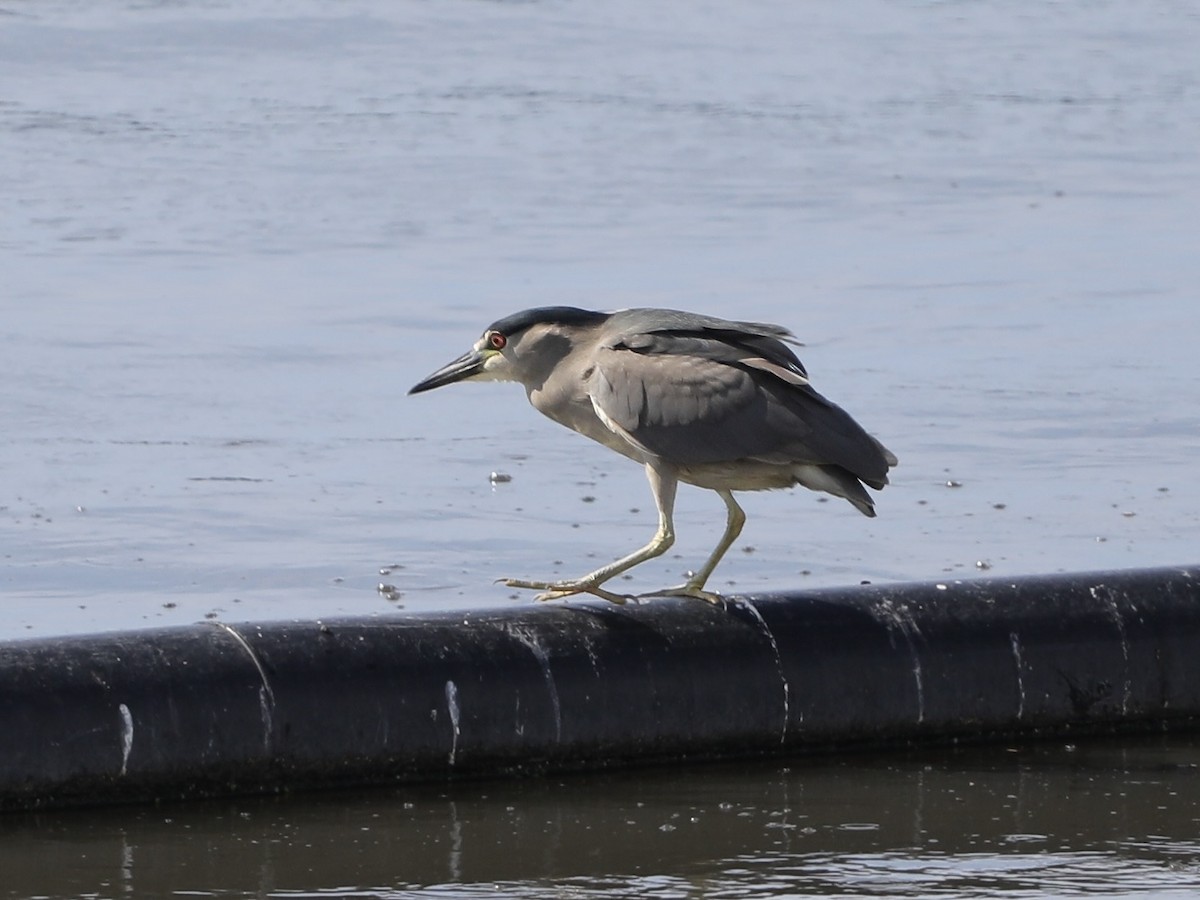 אנפת לילה - ML645576497