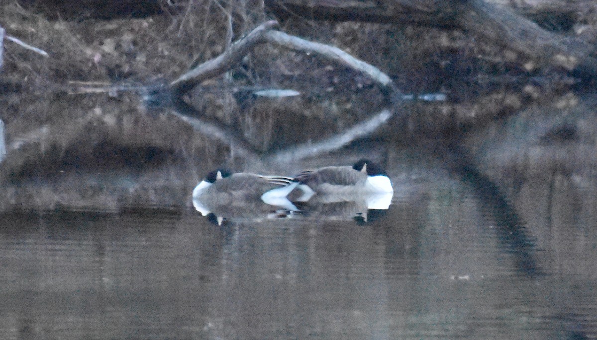 ברנטה קנדית/גוצית - ML645576501