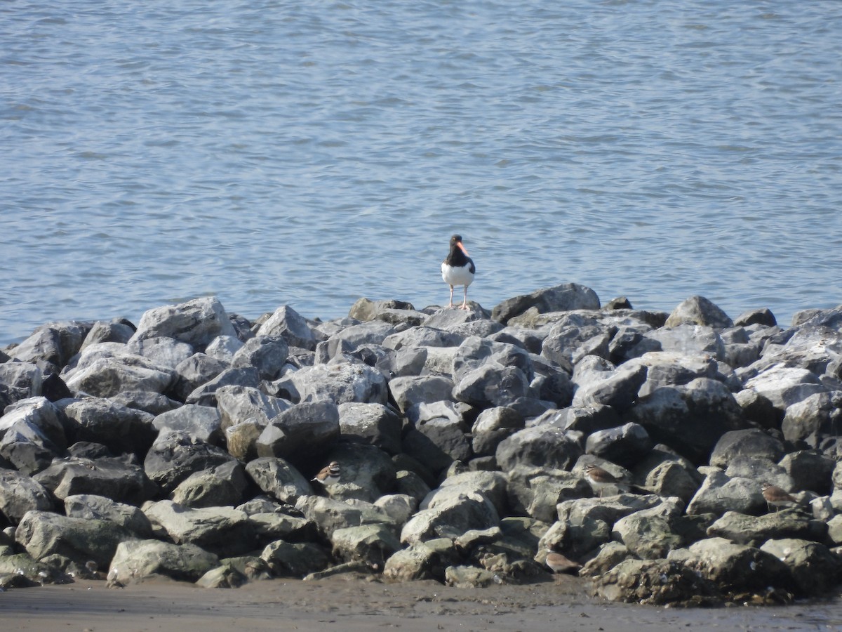 שלצדף אמריקני - ML645576502