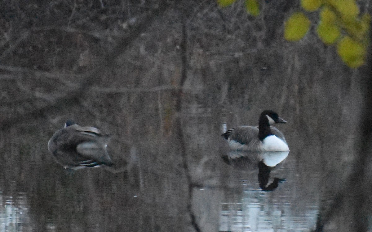 ברנטה קנדית/גוצית - ML645576504