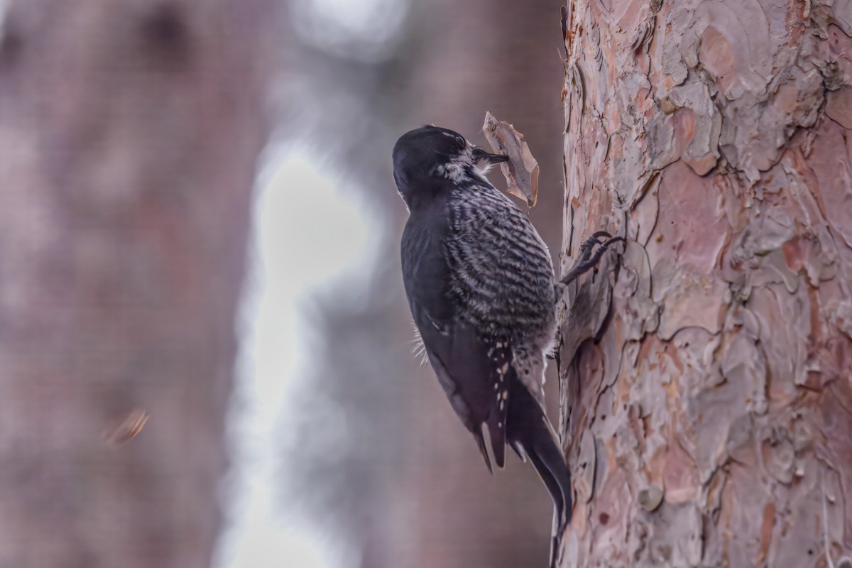 Black-backed Woodpecker - ML645576506