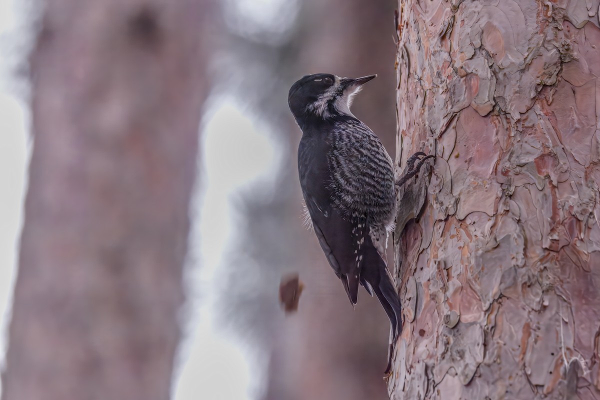 Black-backed Woodpecker - ML645576507