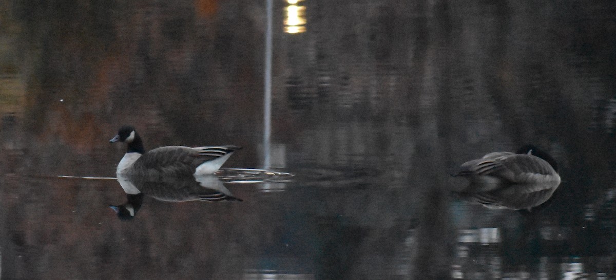 ברנטה קנדית/גוצית - ML645576508