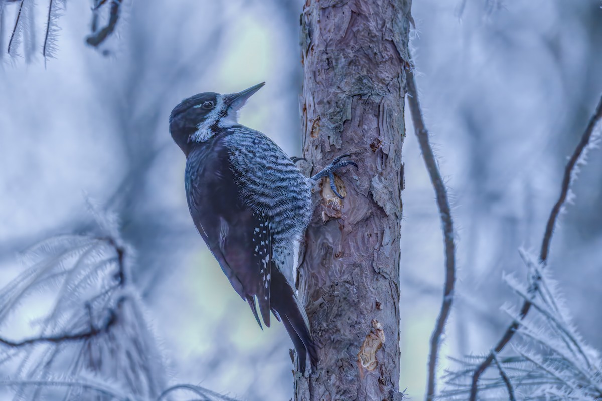 Black-backed Woodpecker - ML645576509