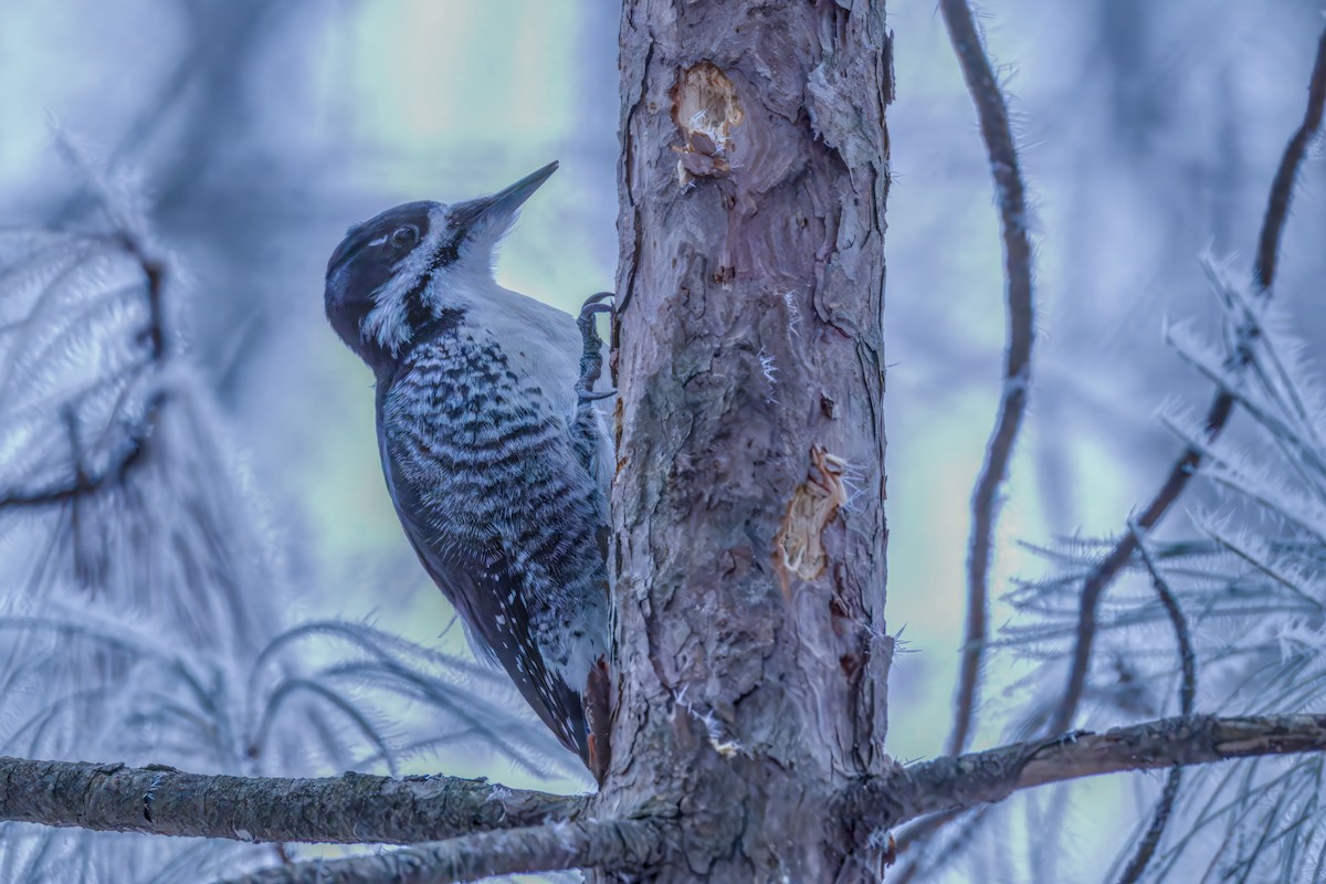 Black-backed Woodpecker - ML645576510