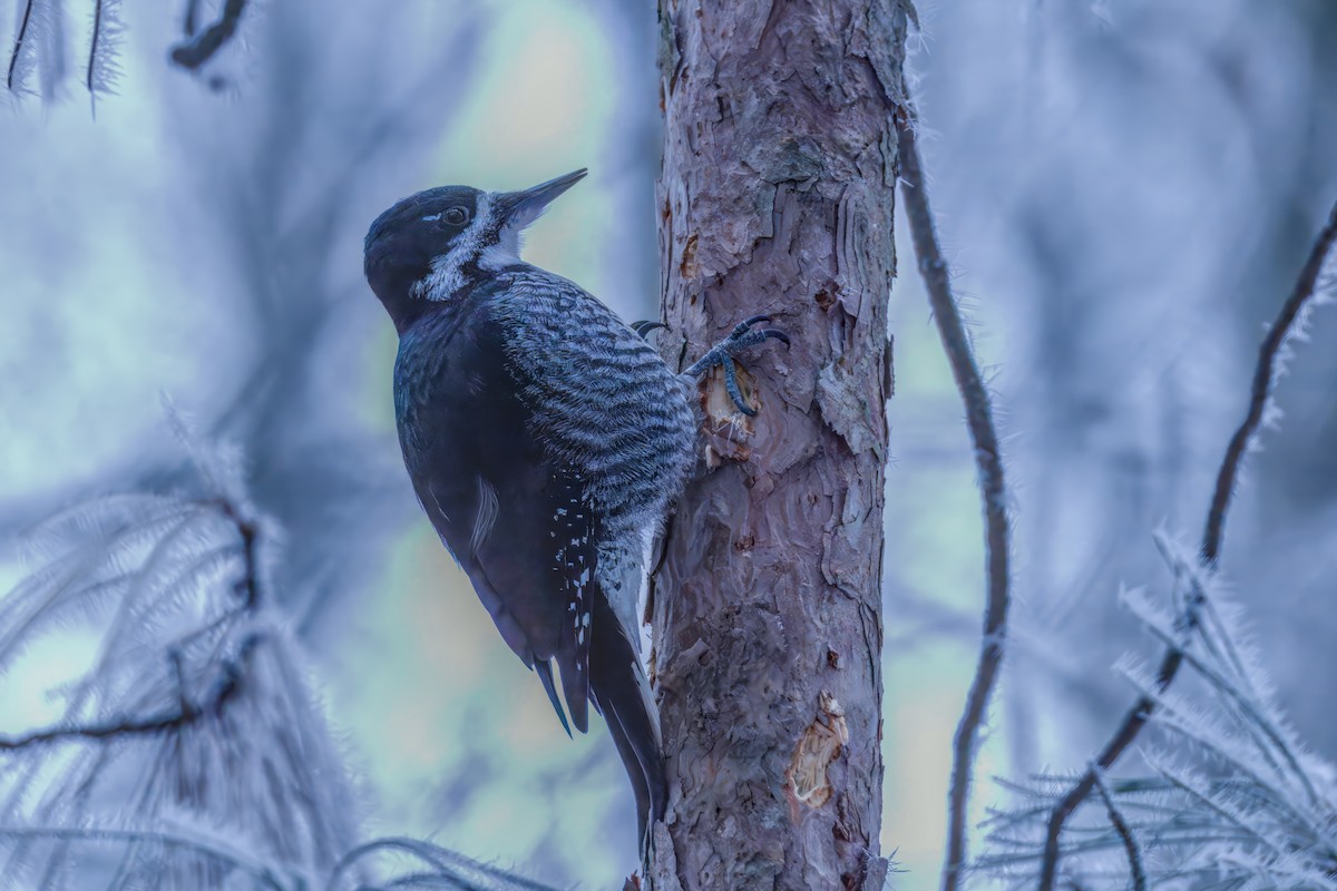 Black-backed Woodpecker - ML645576511
