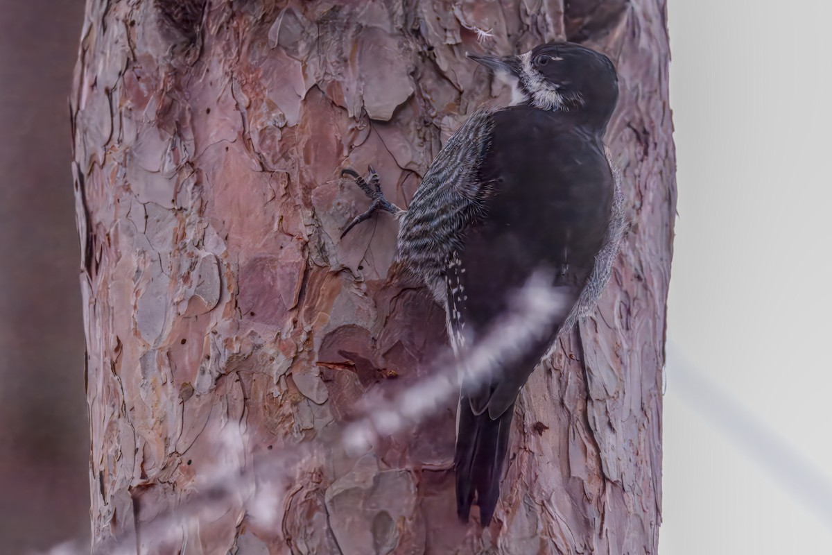 Black-backed Woodpecker - ML645576512