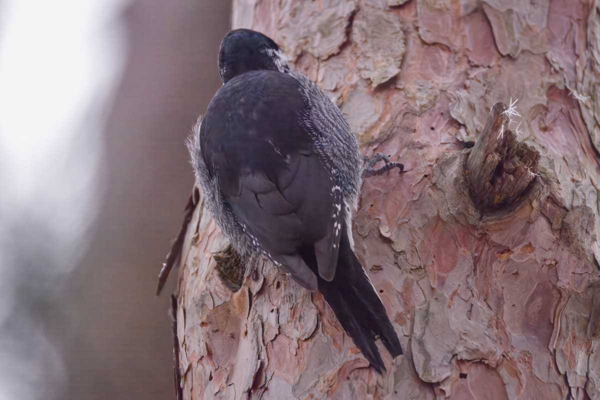 Black-backed Woodpecker - ML645576513