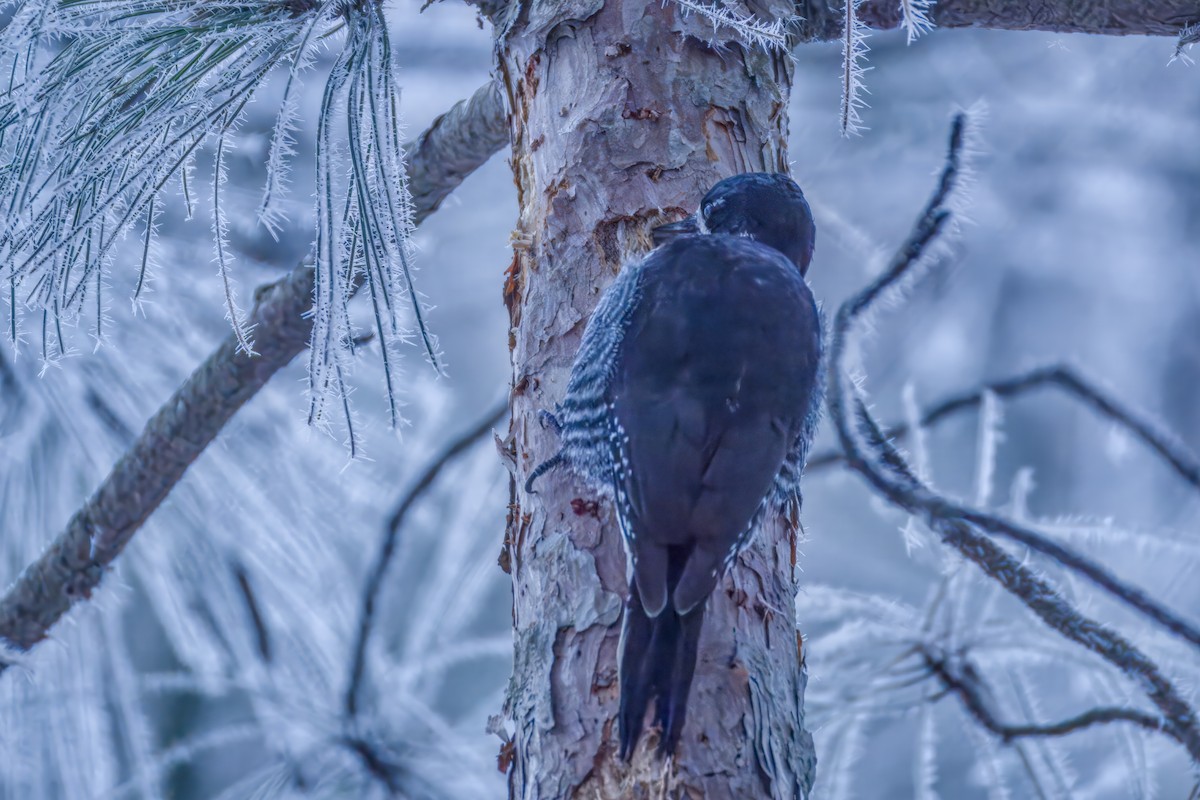 Black-backed Woodpecker - ML645576514