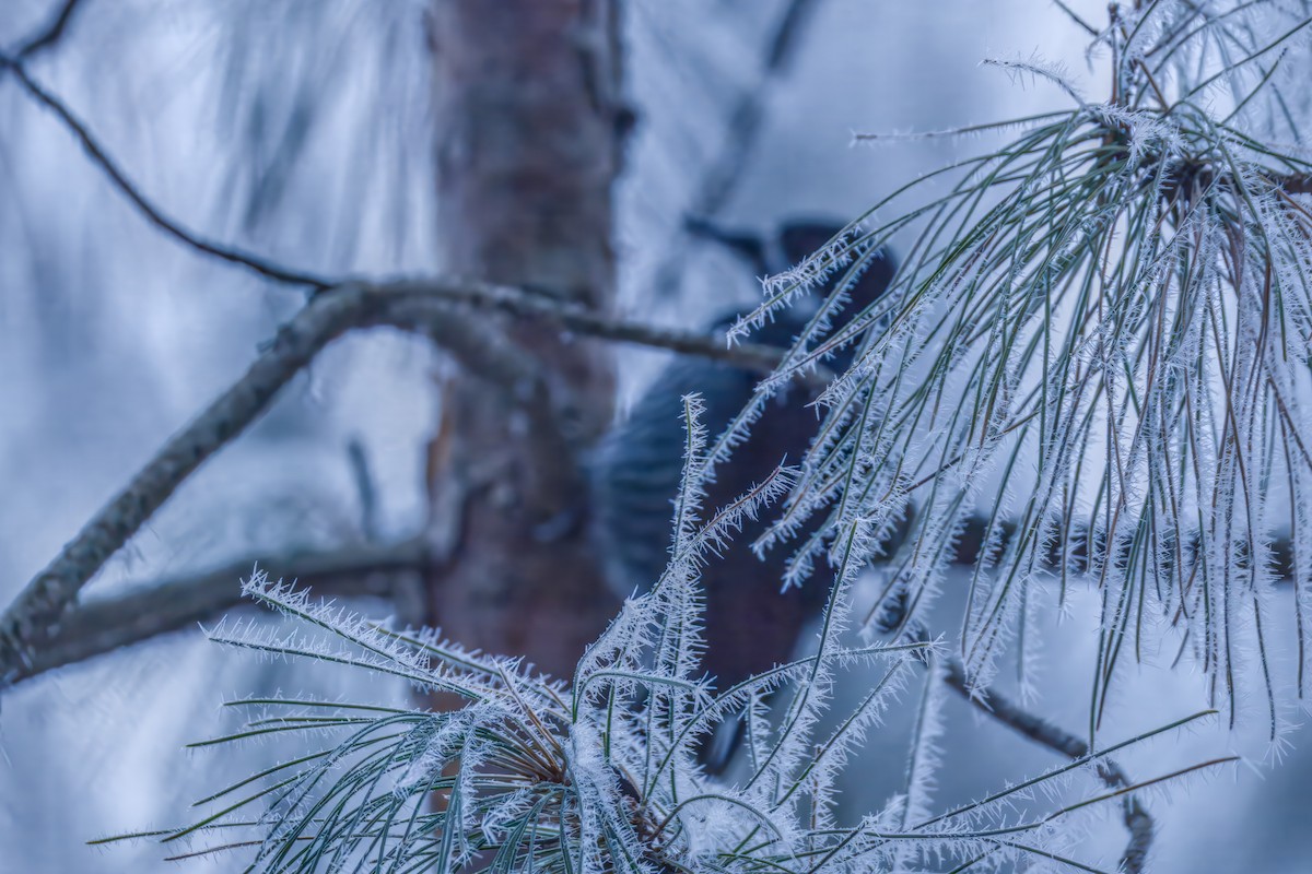 Black-backed Woodpecker - ML645576515