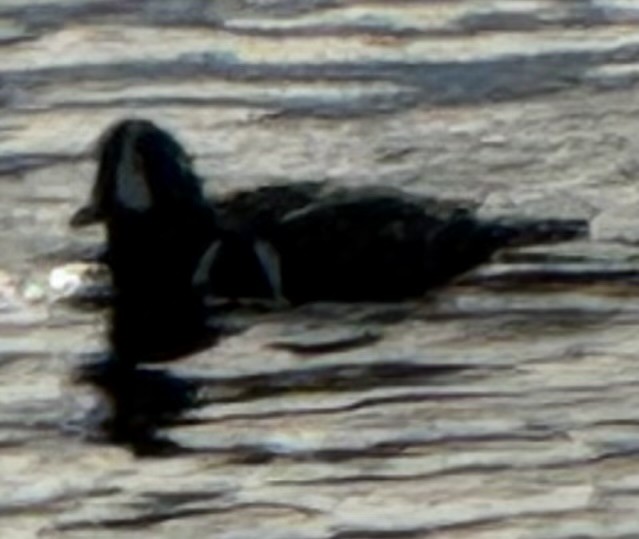 Ahate arlekina - ML645576532