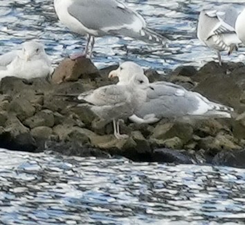 Larinae sp. - ML645576533