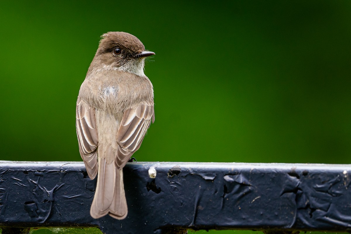 Eastern Phoebe - ML645576534