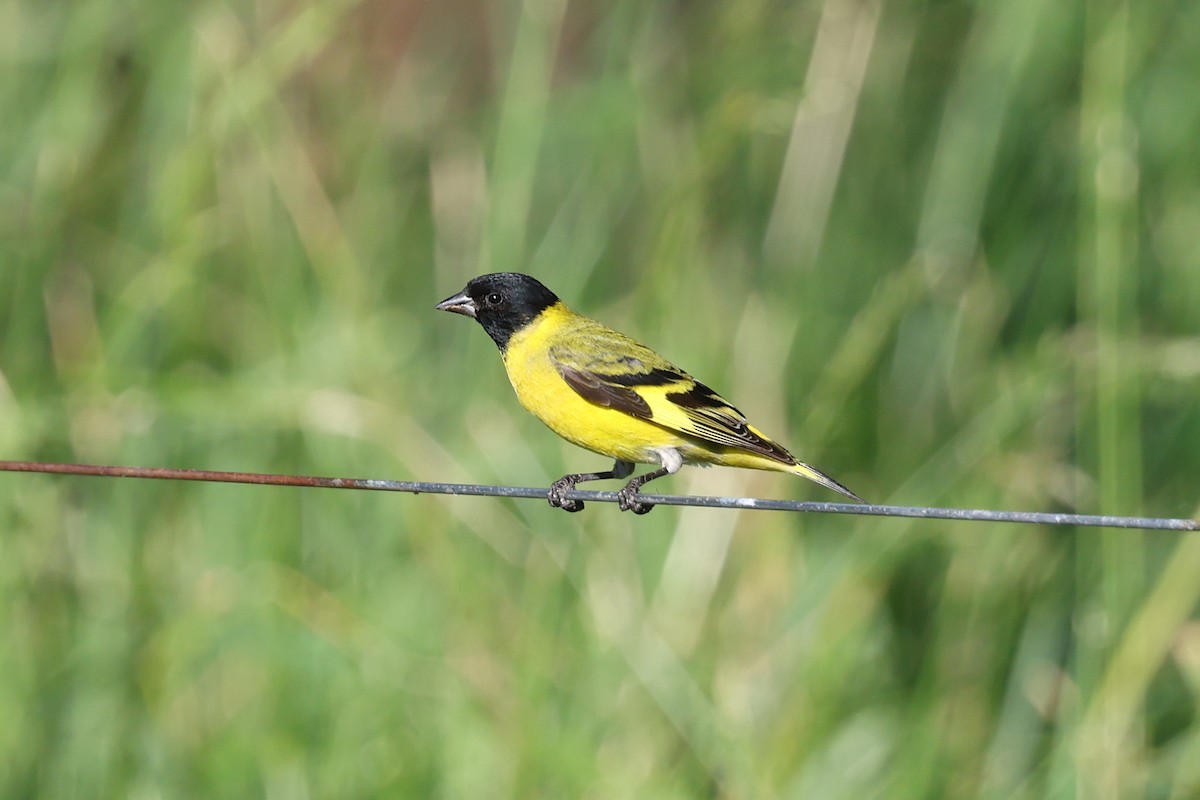 čížek jihoamerický - ML645576538