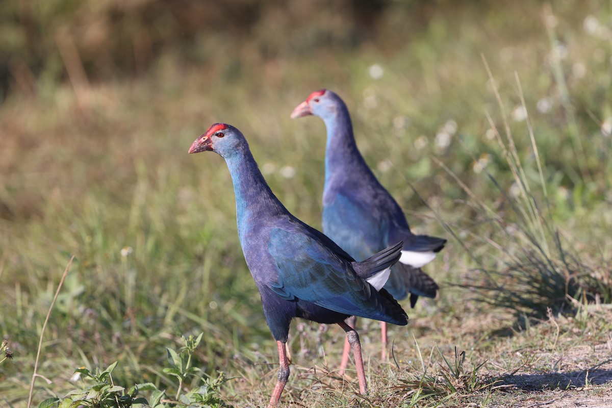 Uroilo urdin burugrisa - ML645576543