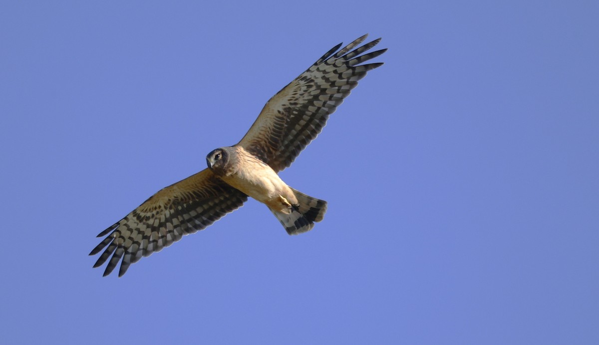 Mirotz zuri iparramerikarra - ML645576545