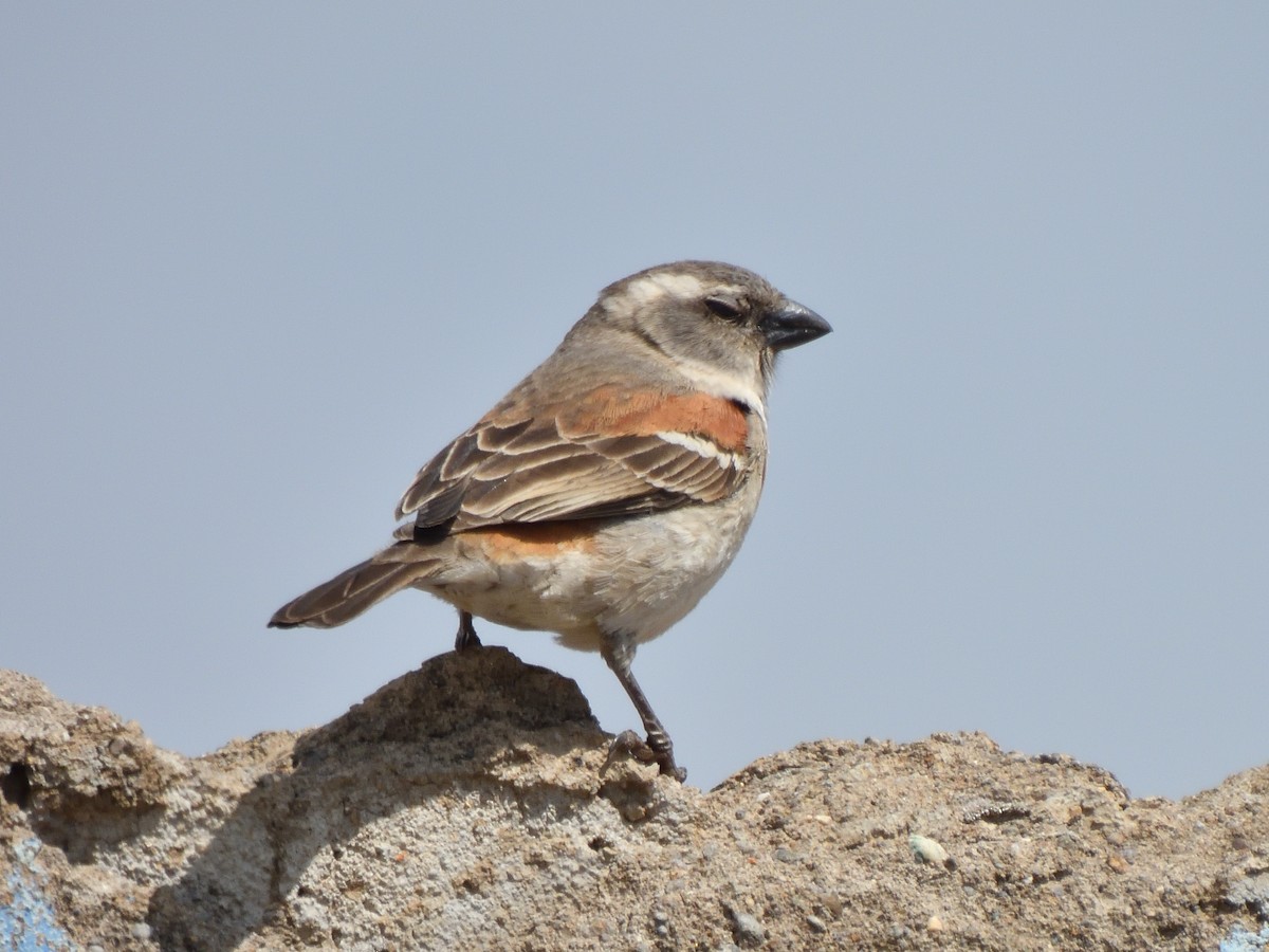 Cape Sparrow - ML645576546