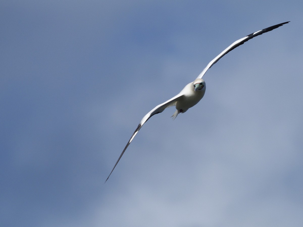 Red-footed Booby - ML645576549
