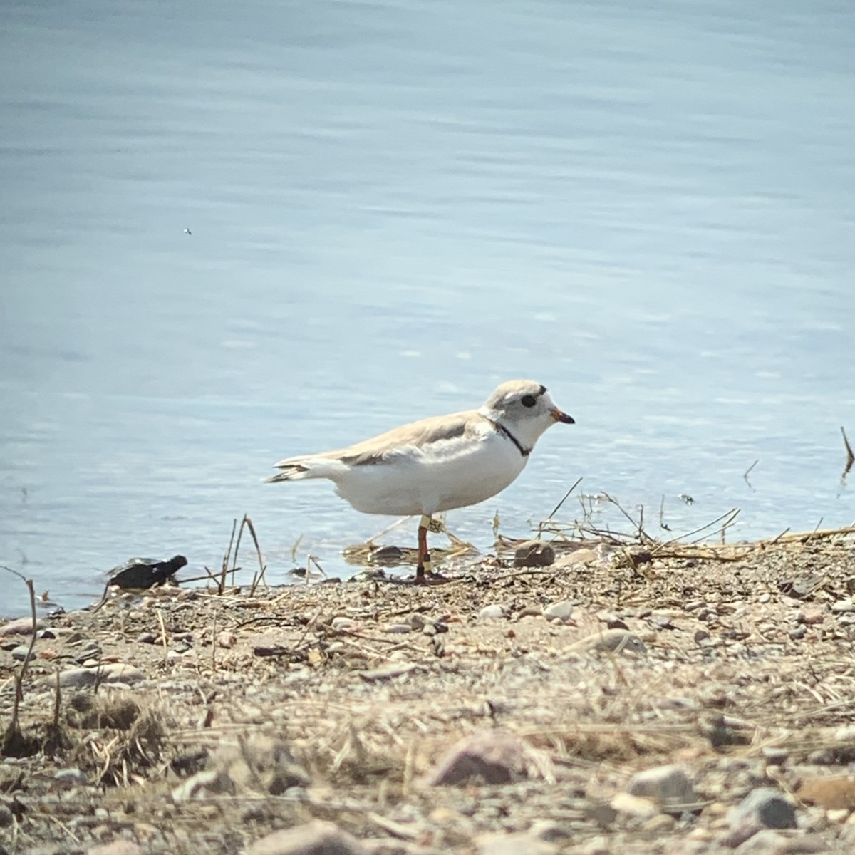Piping Plover - ML645576551
