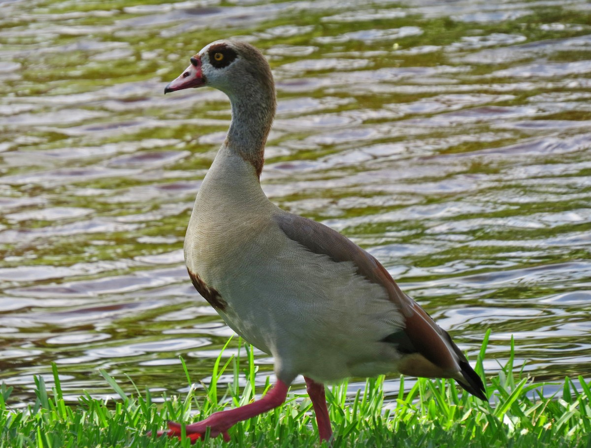יאורית - ML645576563
