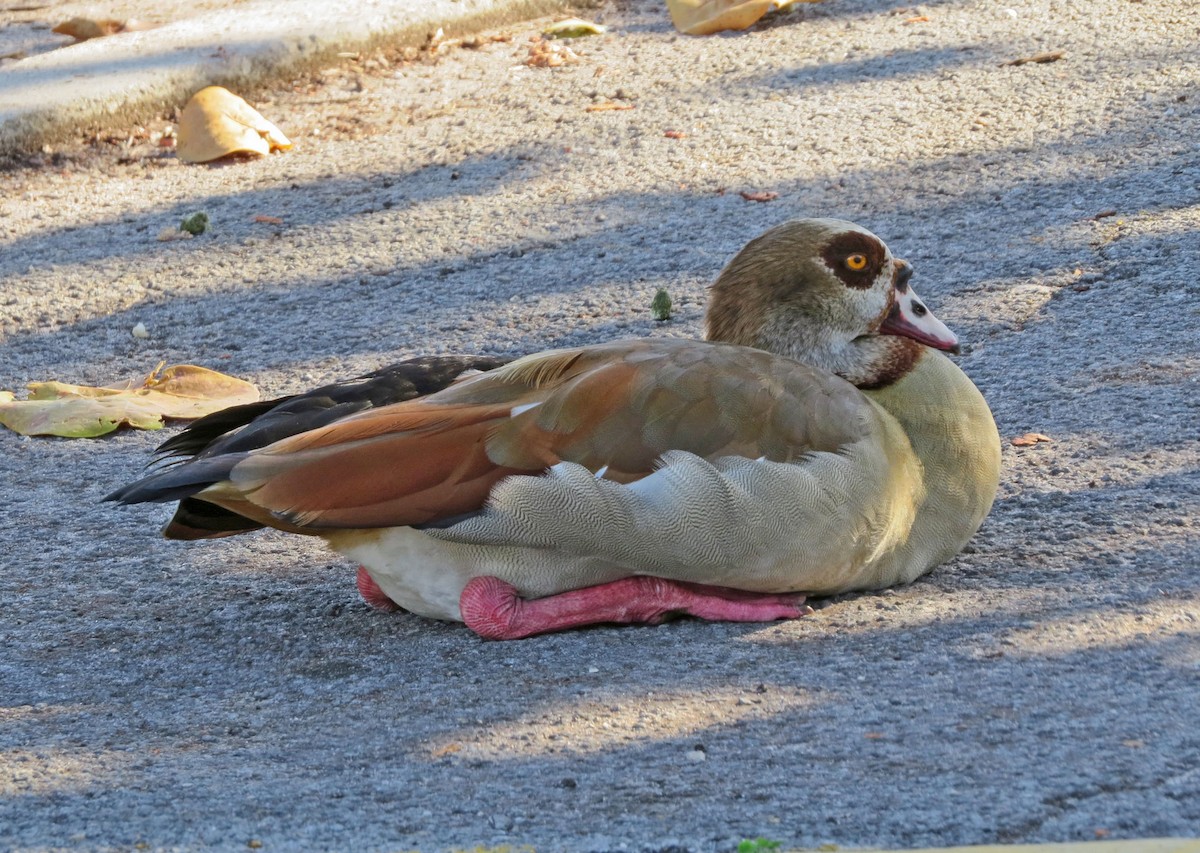 יאורית - ML645576564