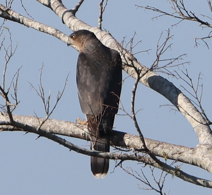 クーパーハイタカ - ML645576576