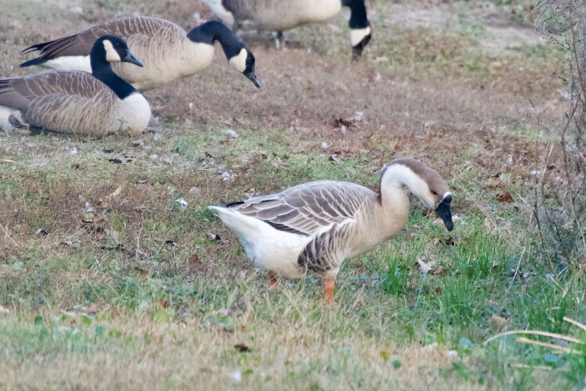 Swan Goose - ML645576583