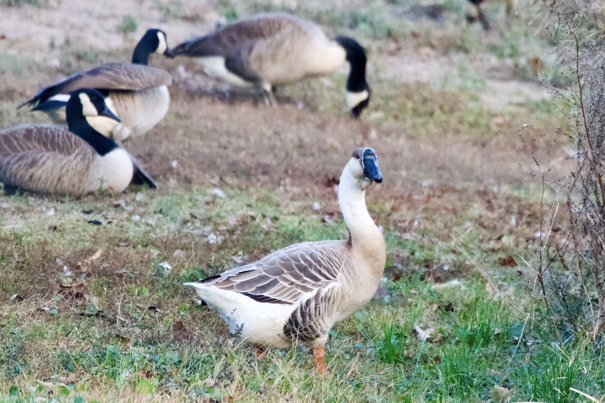 Swan Goose - ML645576589