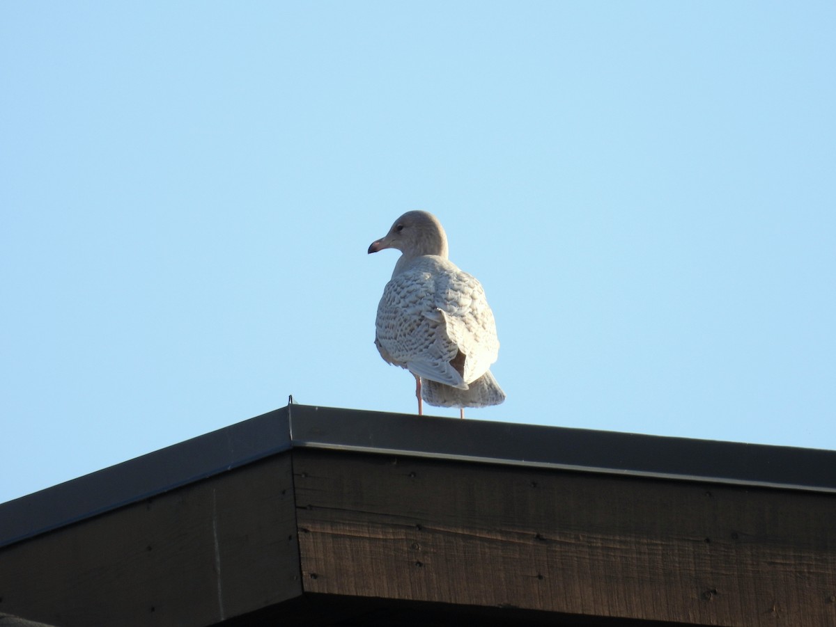 Gavión Hiperbóreo - ML645576595