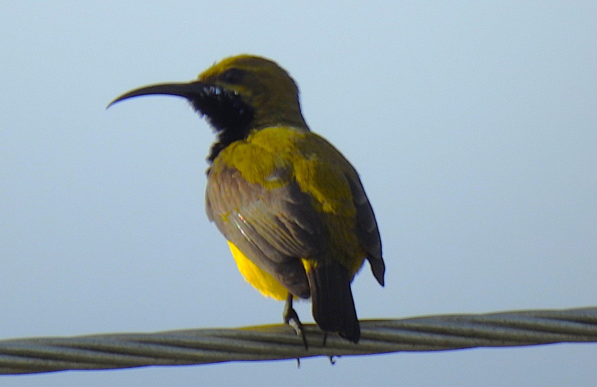 Sahul Sunbird - ML645576600