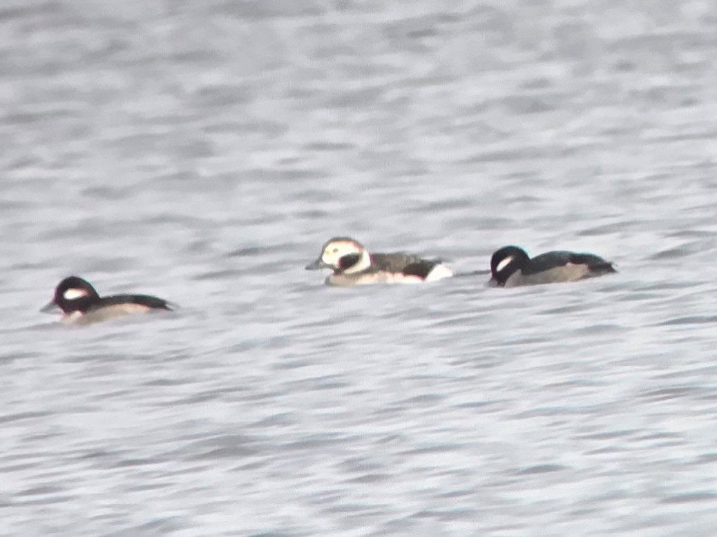 Long-tailed Duck - ML645576602