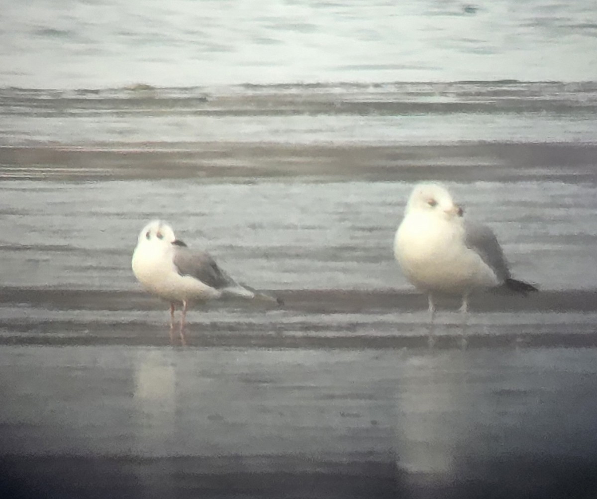 Bonaparte's Gull - ML645576617