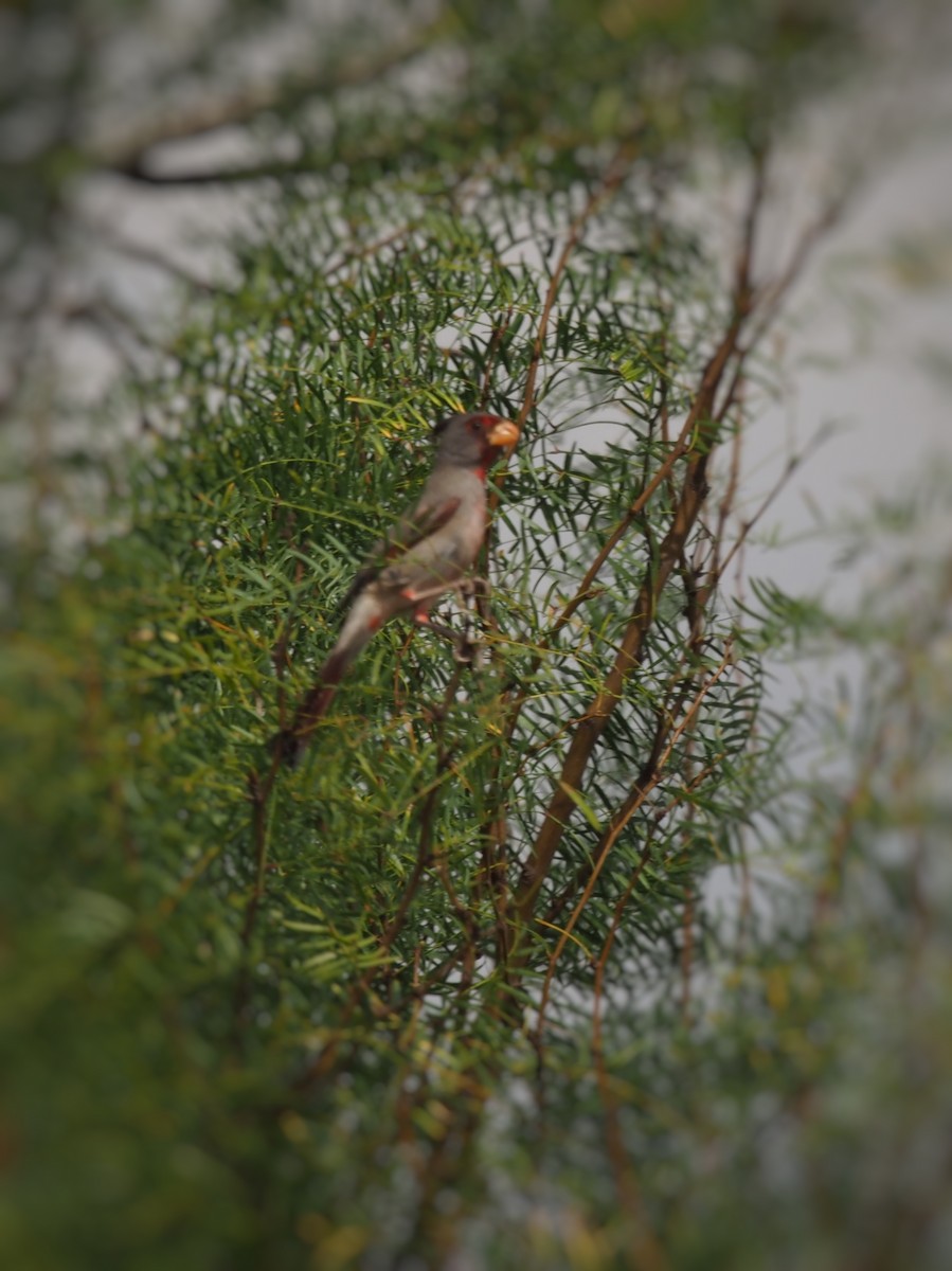 Pyrrhuloxia - ML645576618