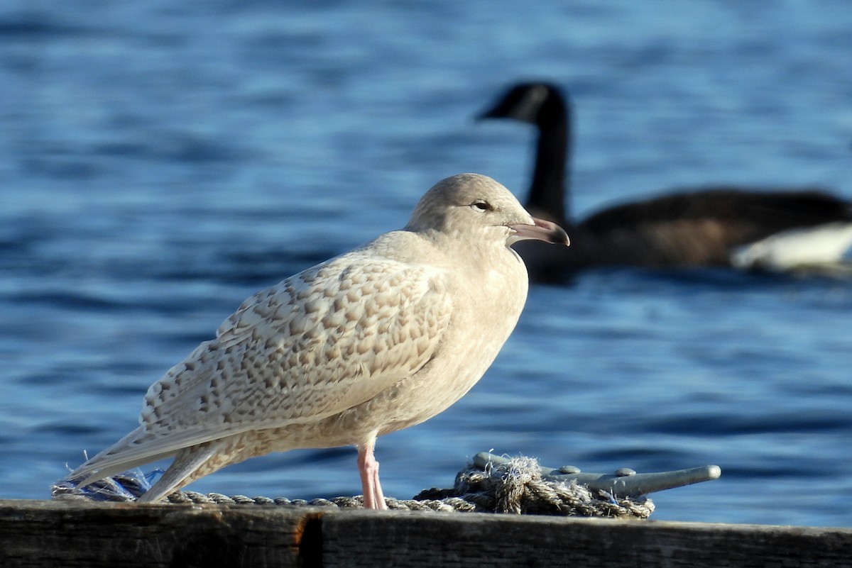 Gavión Hiperbóreo - ML645576621