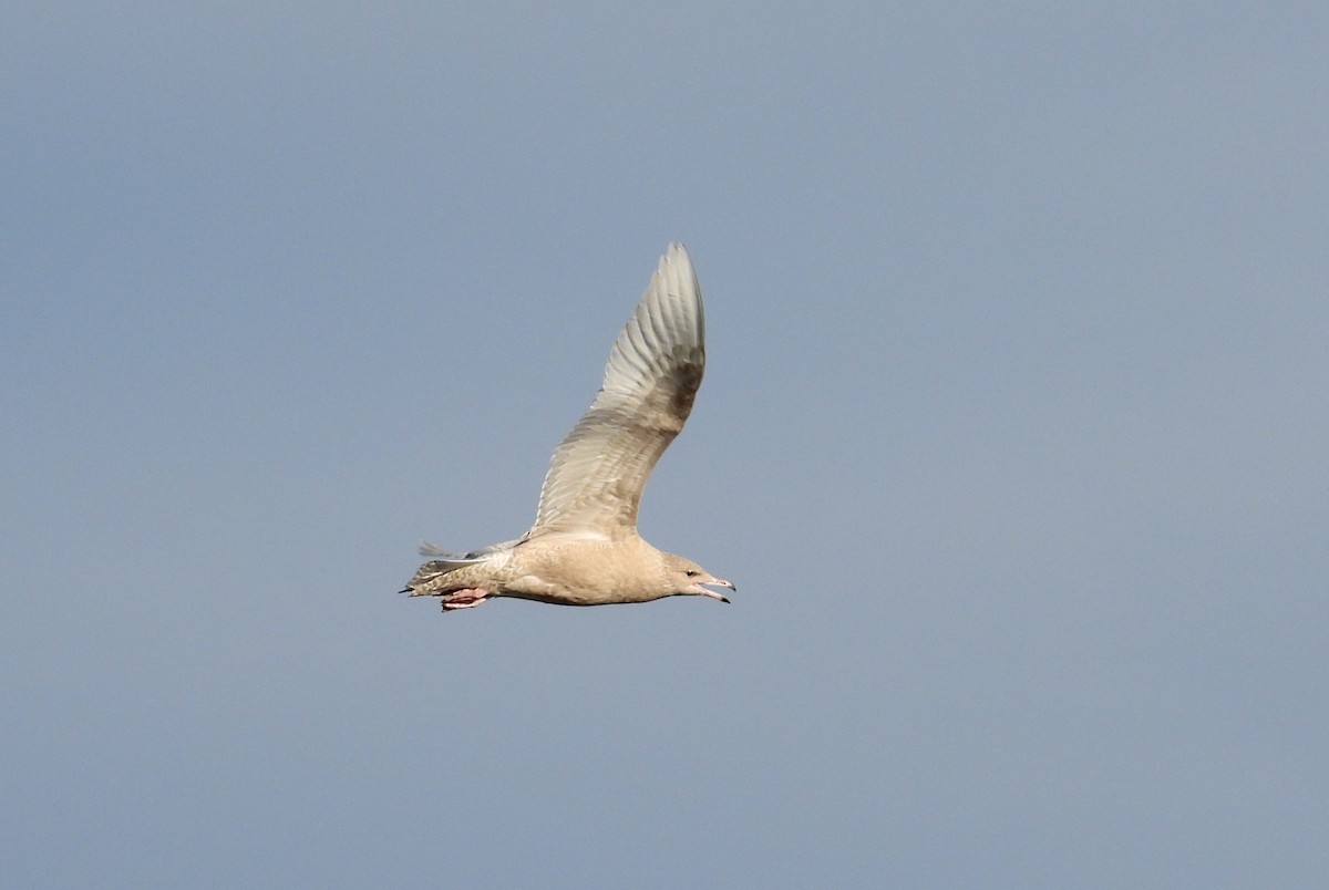 Gavión Hiperbóreo - ML645576625